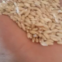 گندم‌فروشی
