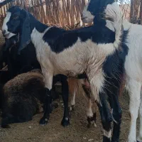 بز پاکستانی