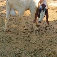 بویر بالغ|حیوانات مزرعه|کرمانشاه, |دیوار