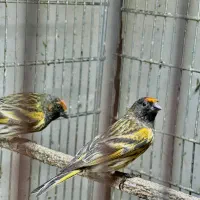 سهره گلبسر نر رنگ خاص خاص بخون