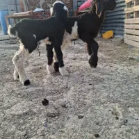 ۲راس بره شیری نرو ماده