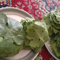 برگ مو ترو تازه