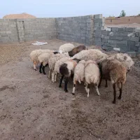 13عدد میش فروشی