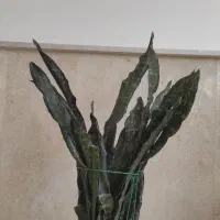 سانسوریا کِرکی پرغلاف مادری کلکسیونی