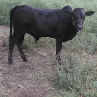 گاو گوساله نر ورزاکوله استسنایی
