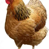 مرغ محلی جوان درجه یک تخمگذار و 3عددجوجه4ماهه