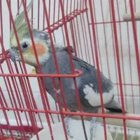 عروس هلندی نر