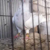 کفتر|پرنده|آباده, |دیوار