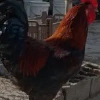 مرغ وخروس