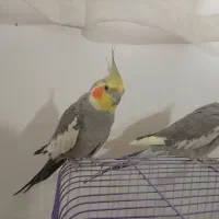 عروس هلندی جفت دستی