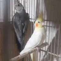 طوطی عروس هلندی با جوجه