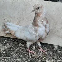 جوجه چشم سفید