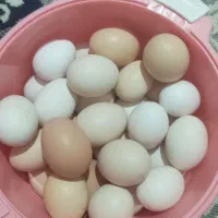 تخم مرغ