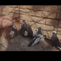 کفتر خوب معاوضه با وسایل موتور
