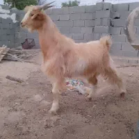 کهره چاق