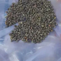 گرگرو وعدس قرمز