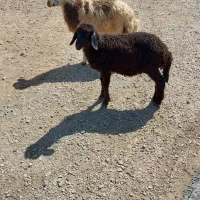 2عدد بره نروماده