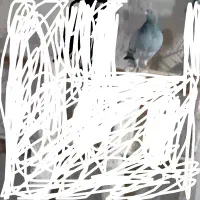 کفتر گم  کردم