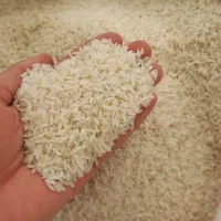 برنج فجر