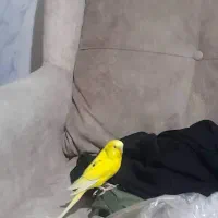 مرغ عشق