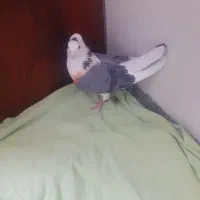 کفتر .کبکی گرفتنی دریاچه پارک بعثت