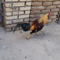 مرغ و خروس