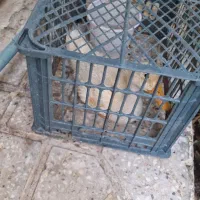 اردک|حیوانات مزرعه|شیراز, شهرک مفتح|دیوار