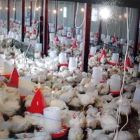 بهترین کود مرغی