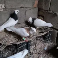 شیش عدد طوقی خوشگل