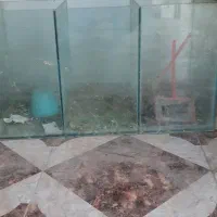 آکواریوم