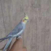 عروس هلندی سخنگو