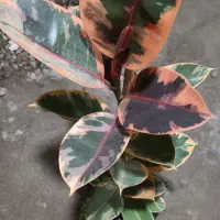 گلکده زیبا