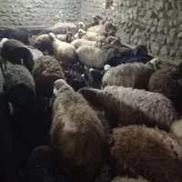 ۲۶ عدد میش و بره