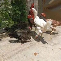 مرغ و خروس لاری نسل دارو نژاد دار