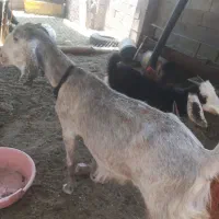 دو عدد بز فروشی