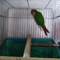 طوطی گرنچیک
