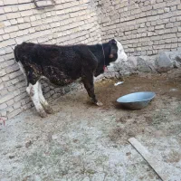 گوساله سیمنتال