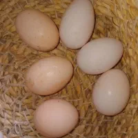 تخم مرغ نطفه دار
