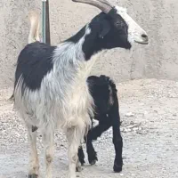 بز کهره دار