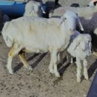 میش وبره