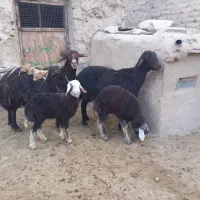 میش و بره قره غزل