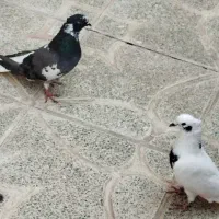 خال شاپر