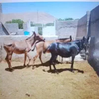 قاطر ماده