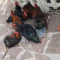 خروس بلک استار