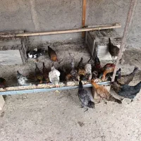 جوجه های 5ماهه