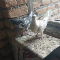کبوتر ماده