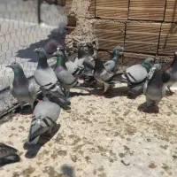 دوبر جانسون