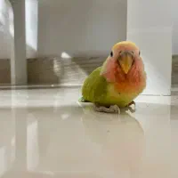 جوجه طوطی برزیلی