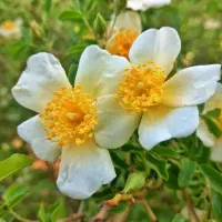 فروش نهال نسترن سفید معطر میمند