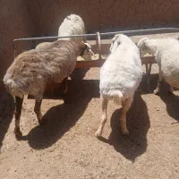 میش چاق
